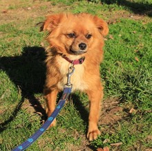 TIKA, Hund, Mischlingshund in Kroatien - Bild 2