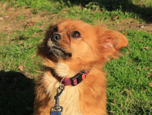 TIKA, Hund, Mischlingshund in Kroatien - Bild 3