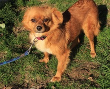 TIKA, Hund, Mischlingshund in Kroatien - Bild 4