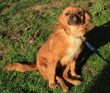TIKA, Hund, Mischlingshund in Kroatien - Bild 5