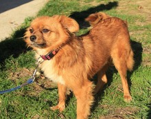 TIKA, Hund, Mischlingshund in Kroatien - Bild 6