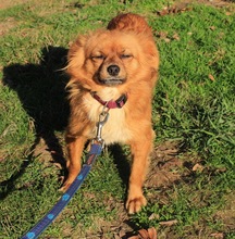 TIKA, Hund, Mischlingshund in Kroatien - Bild 7