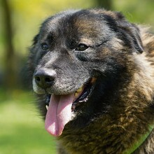 EKO, Hund, Mischlingshund in Kroatien - Bild 2