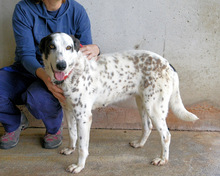 ARLEENE, Hund, Mischlingshund in Italien - Bild 20