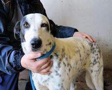 ARLEENE, Hund, Mischlingshund in Italien - Bild 22