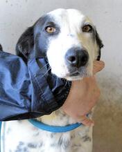 ARLEENE, Hund, Mischlingshund in Italien - Bild 23