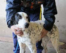 ARLEENE, Hund, Mischlingshund in Italien - Bild 24