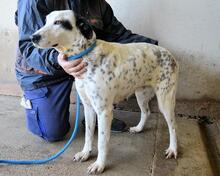 ARLEENE, Hund, Mischlingshund in Italien - Bild 25