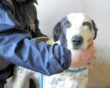 ARLEENE, Hund, Mischlingshund in Italien - Bild 26