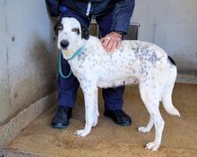 ARLEENE, Hund, Mischlingshund in Italien - Bild 27