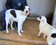 ARLEENE, Hund, Mischlingshund in Italien - Bild 28