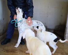 ARLEENE, Hund, Mischlingshund in Italien - Bild 29