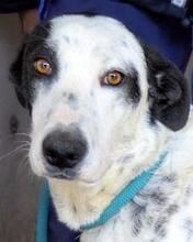 ARLEENE, Hund, Mischlingshund in Italien - Bild 30