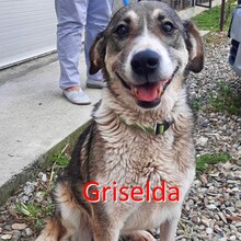 GRISELDA, Hund, Mischlingshund in Estorf - Bild 1