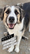 MONTY, Hund, Herdenschutzhund-Mix in Griechenland - Bild 1