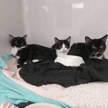 ARAGON, Katze, Europäisch Kurzhaar in Zweibrücken