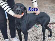 KORO, Hund, Bracke-Teckel-Mic in Spanien - Bild 2