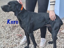 KORO, Hund, Bracke-Teckel-Mic in Spanien - Bild 4