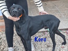 KORO, Hund, Bracke-Teckel-Mic in Spanien - Bild 5