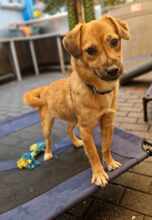 LEONIE AA05, Hund, Mischlingshund in Essen
