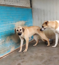 OLGA, Hund, Mischlingshund in Italien - Bild 14