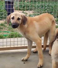 OLGA, Hund, Mischlingshund in Italien - Bild 15