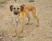 OLGA, Hund, Mischlingshund in Italien - Bild 17