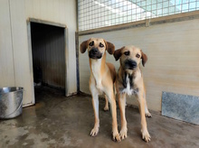 OLGA, Hund, Mischlingshund in Italien - Bild 3