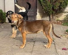 NINI, Hund, Mischlingshund in Bulgarien - Bild 6