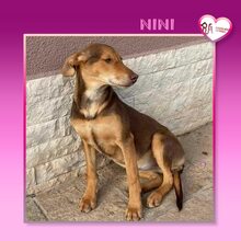 NINI, Hund, Mischlingshund in Bulgarien - Bild 7