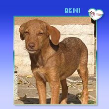BENI, Hund, Mischlingshund in Bulgarien