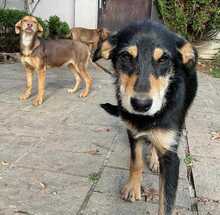 MIYA, Hund, Mischlingshund in Bulgarien - Bild 3