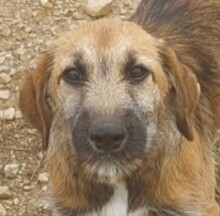 URSULA, Hund, Mischlingshund in Italien
