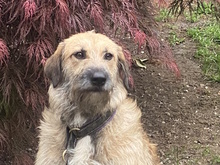 URSULA, Hund, Mischlingshund in Monheim - Bild 10