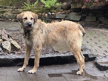 URSULA, Hund, Mischlingshund in Monheim - Bild 11