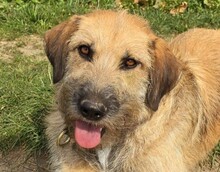 URSULA, Hund, Mischlingshund in Monheim - Bild 12