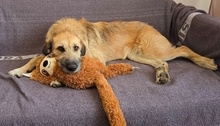 URSULA, Hund, Mischlingshund in Monheim - Bild 13