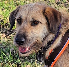 URSULA, Hund, Mischlingshund in Monheim - Bild 15