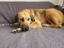 URSULA, Hund, Mischlingshund in Monheim - Bild 16