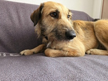 URSULA, Hund, Mischlingshund in Monheim - Bild 17