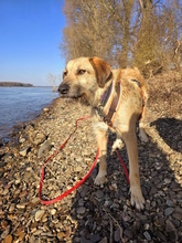 URSULA, Hund, Mischlingshund in Monheim - Bild 19