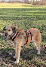 URSULA, Hund, Mischlingshund in Monheim - Bild 20