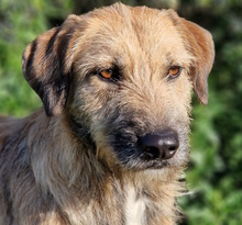 URSULA, Hund, Mischlingshund in Monheim - Bild 21