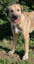 URSULA, Hund, Mischlingshund in Monheim - Bild 22