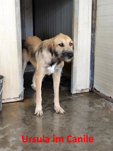 URSULA, Hund, Mischlingshund in Monheim - Bild 23