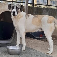 GIZMO, Hund, Deutscher Schäferhund-Mix in Griechenland - Bild 1