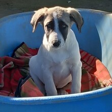 GIZMO, Hund, Deutscher Schäferhund-Mix in Griechenland - Bild 11