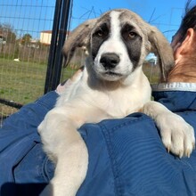 GIZMO, Hund, Deutscher Schäferhund-Mix in Griechenland - Bild 12