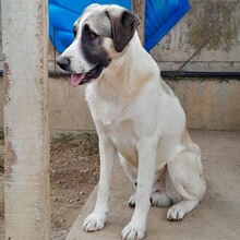 GIZMO, Hund, Deutscher Schäferhund-Mix in Griechenland - Bild 2