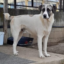 GIZMO, Hund, Deutscher Schäferhund-Mix in Griechenland - Bild 3